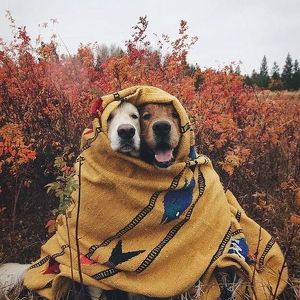 Fundraising Page: Lisa Anzalone